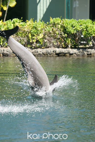 IMG_1531